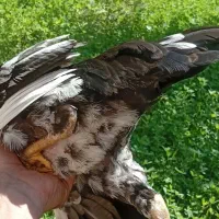 خروس گلین لری اصیل