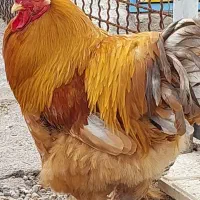 خروس برهما