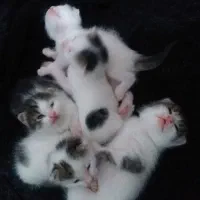 واگذاری رایگان بچه گربه های ناز وخوشگل