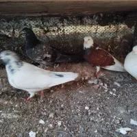 کبوتر|پرنده|تالش, جوکندان|دیوار