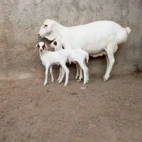 میش بز دوقلوزا اصیل