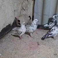 کبوتر