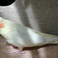 پرنده
