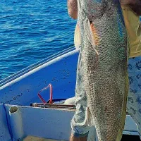 دولک ماهی کر (میش ماهی)