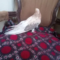 سرور|پرنده|کبودرآهنگ, |دیوار