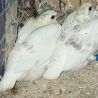 اوقون زات کله خراب زات قدیم ۶عددهست