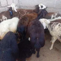 میش افشار وپلنگی