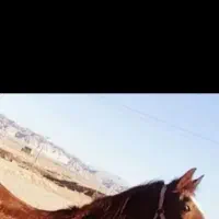 اسب مادیون معاوضه با گوسفند