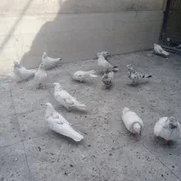 ۱۵ تا کفتر آس جفتی