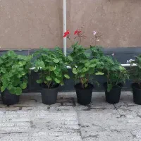 گل و گیاه