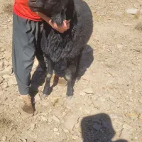 قوچ نر