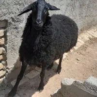 یک عدد بره ماده به فروش میرسد