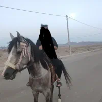 اسب نریون خوش رکاب مدارک دار