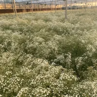 کارگر ساده