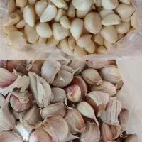 سیر با کیفیت با پوست و پوست کنده