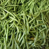 محصولات کشاورزی