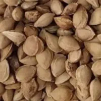 هسته زرد آلو شیرین