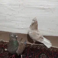 کبوتر|پرنده|سبزوار, شرق کال عیدگاه|دیوار