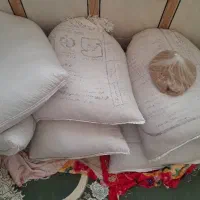 گندم برای فروش دارم