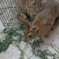 دوعددخرگوش نر وماده تازه زاییده وخوش خوراک
