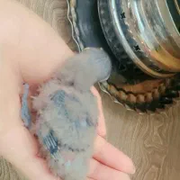جوجه کوتوله سرلاکی ابی معاوضه