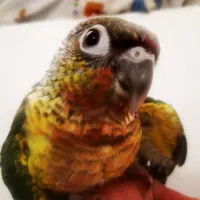 گرینجیک فول رد نرمخور