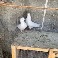 ۲جفت کفتر پرشی دهن جور