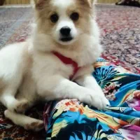 سگ اشپیز پامر