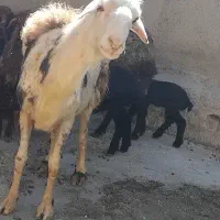 قوچ پلنگی برای کشتار یا نگهداری قربانی و..