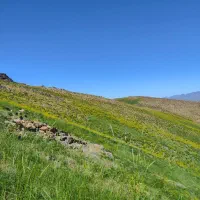 گوسفند و بره اجاره ی