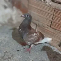 سه عدد دوبر
