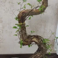 درختچه ای بنسای