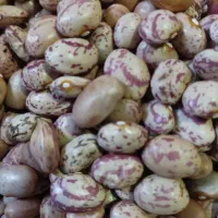 لوبیا چیتی
