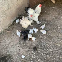 جوجه برهما لایت ۲ ماهه