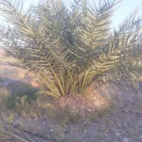 فروش پاجوش طبیعی پیارم مراکشی