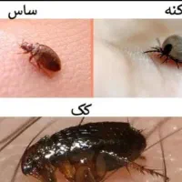 شرکت سم‌پاشی سوسک حشرات ساس کنه (تضمینی،کم قیمت)