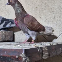 یک دونه سرخ