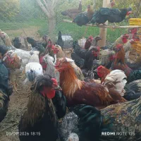 انواع خروس