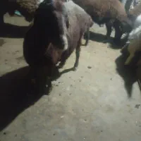 میش چاق