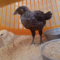 مرغ لاری 3ماهه