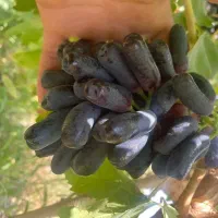 نهال انگور موندرآپ