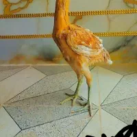 جوجه لاری اصیل