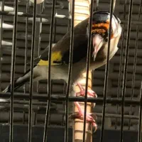 سهره جوجه قفس