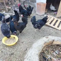 تخم نطفه دارگلین
