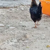 مرغ و خروس محلی