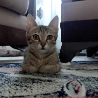 واگذاری گربە