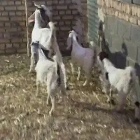بز پاکستانی اصل