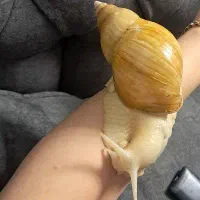 حلزون البینو ، شاه مولد