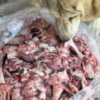 گوشت قرمز برای سگ خوراک