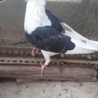 کفتر دوکت